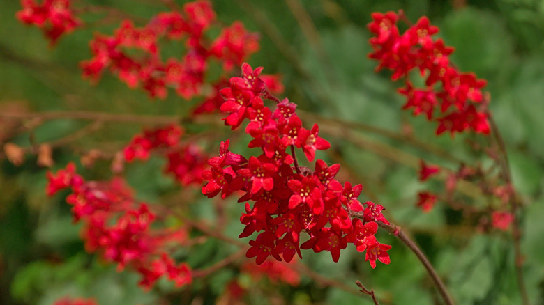 bright red coral bells in bloom with greenery blurred in the background