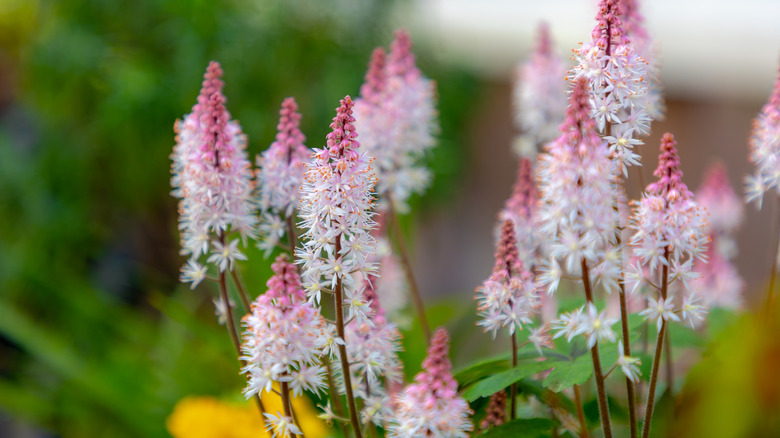 pink and white foamflower in bloom with blurred greenery in the background
