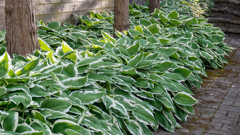 beautiful two-toned hosta planted around trees along a brick walkway