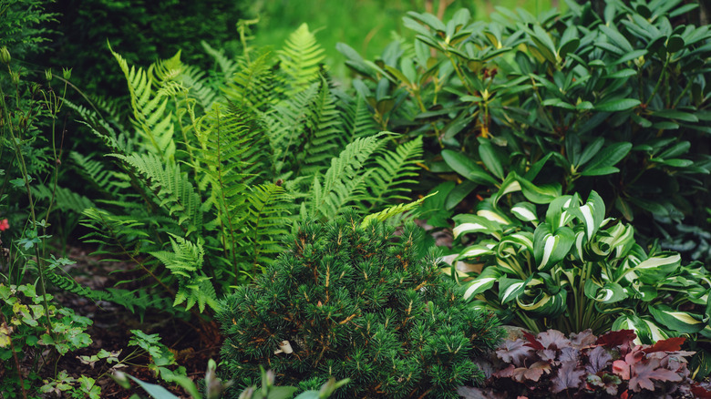 A variety of shade tolerant plants in the garden