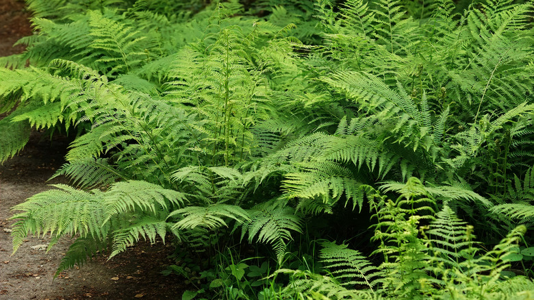 Beautiful green Lady Fern plants in the garden