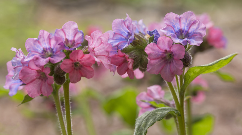 pale pink and purple lungwort in bloom with pale green stems and leaves