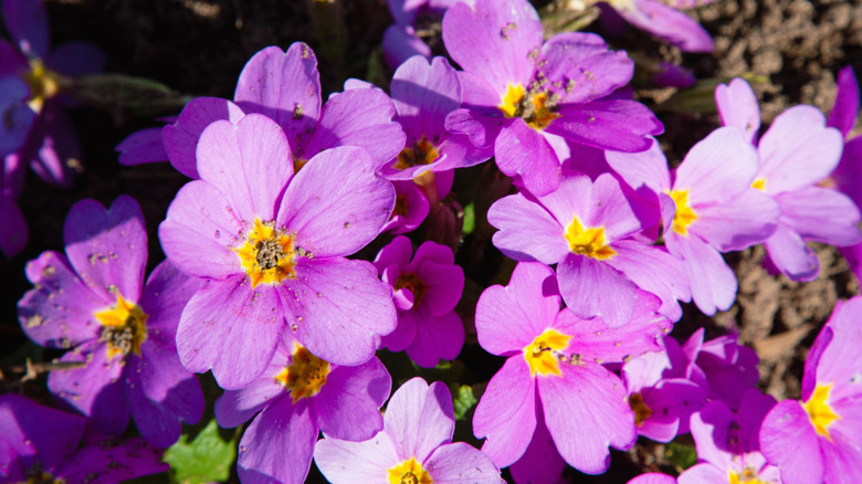 light purple primula primrose flowers with bright yellow centers