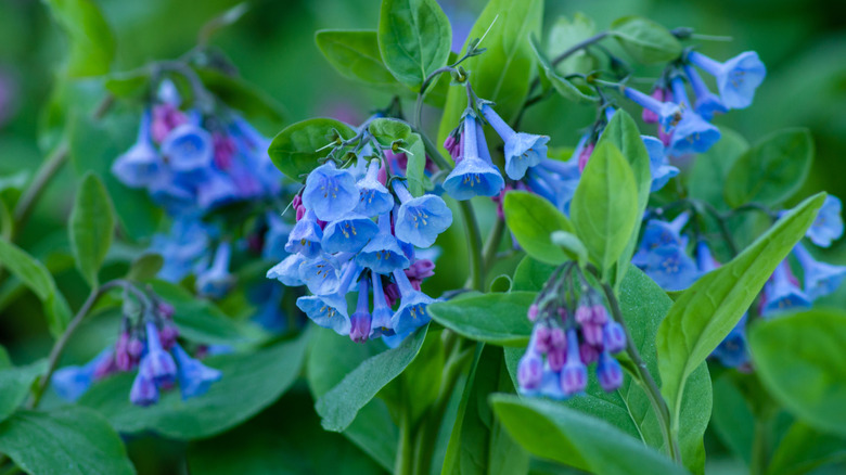 deep blue-violet Virginia bluebells in bloom with green foliage