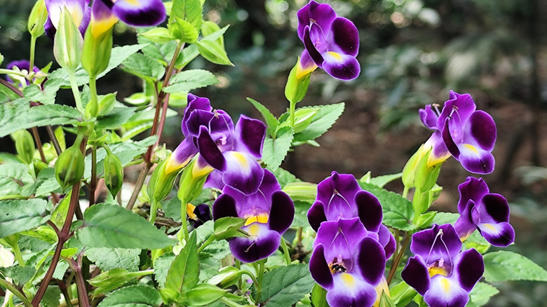 violet purple and white wishbone flower with yellow centers