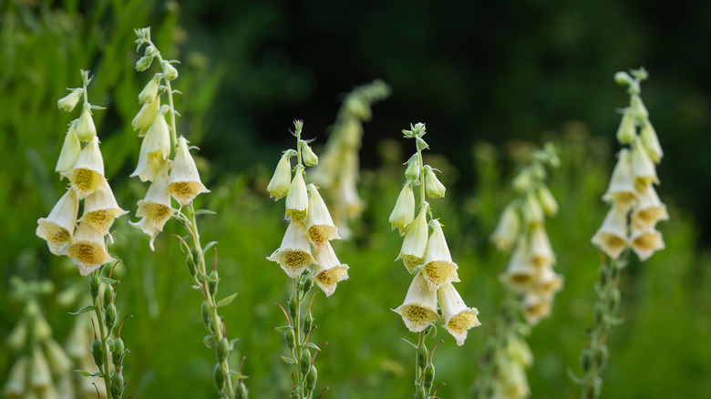 pale yellow foxglove in bloom with other green foliage blurred in the background