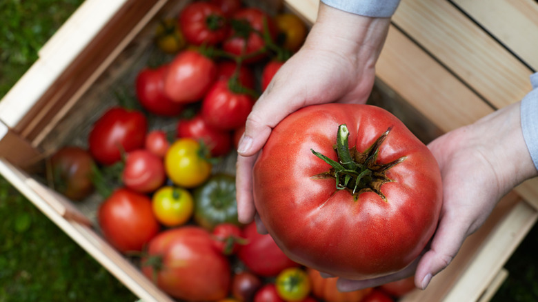 Hands hold a large beefsteak tomato over a crate full of tomatoes.