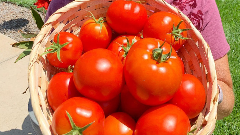 A woman holding a large basket of 'Big Boy' tomatoes.