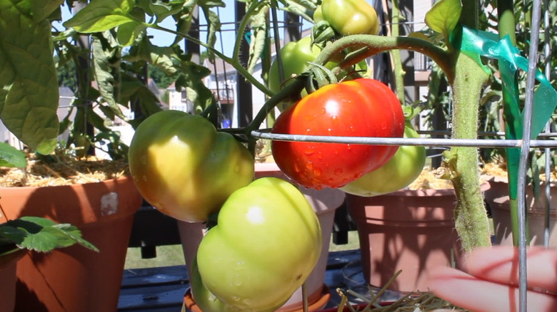 Green and red 'Box Car Willie' tomatoes growing from a thick center stalk in a pot.