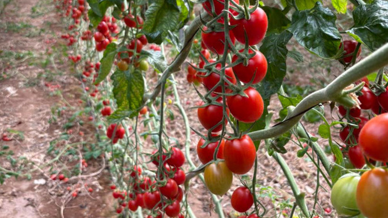 Several vines of ripened 'Camp Joy' tomatoes growing in a row.