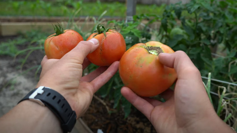 A pair of hands holding ripened 'Celebrity' tomatoes in front of a garden.