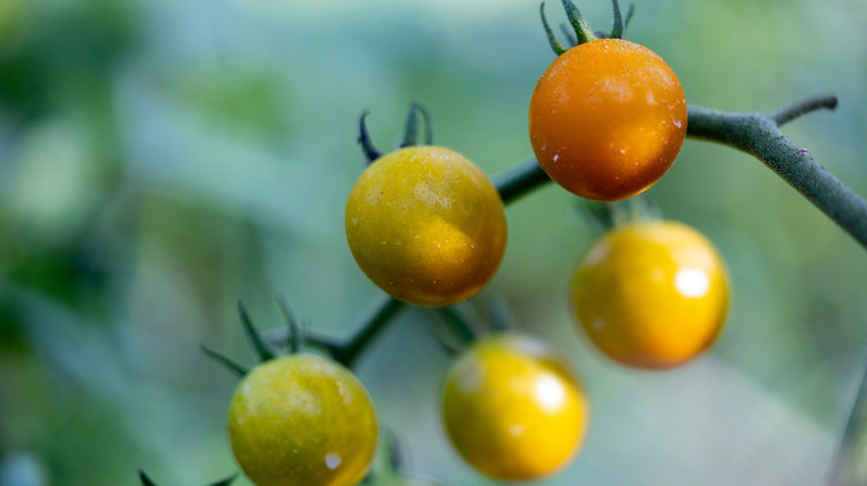 A closeup of a vine of sungold cherry tomatoes.