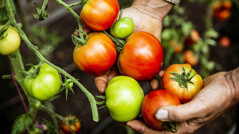 Hands holding a vine of ripe and unripe tomatoes in a field.