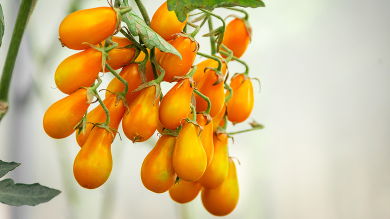 A cluster of 'Yellow Pear' tomatoes growing on a vine.