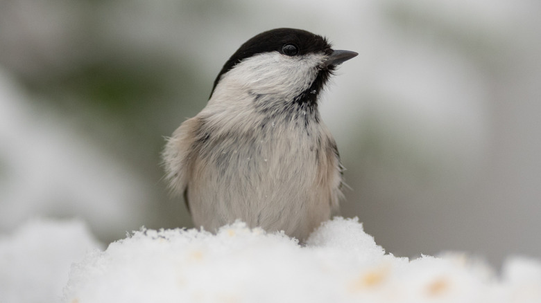 Gray-headed Chickadee sitting in snow