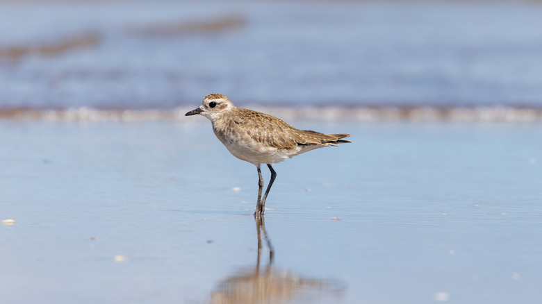 American golden plover bird wading