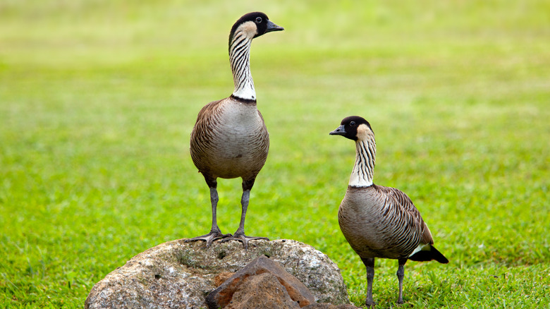 Hawaiian nene geese in field