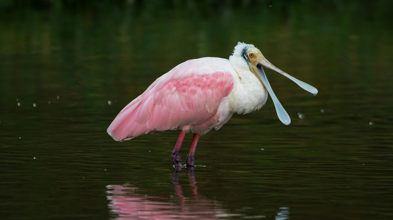Pink roseate spoonbill in water