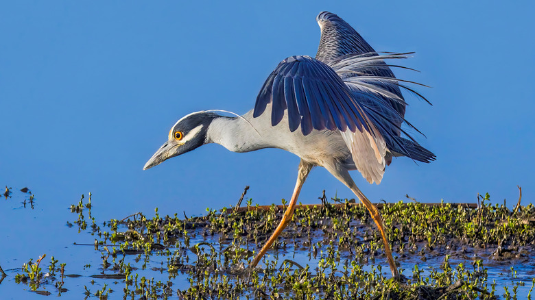 Yellow-crowned night heron foraging