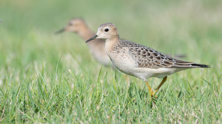 Buff-breasted sandpiper in green grass