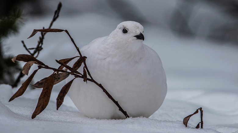 White-tailed ptarmigan sitting in snow