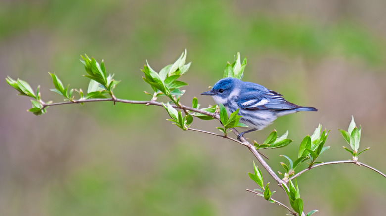 Cerulean warbler perched on branch