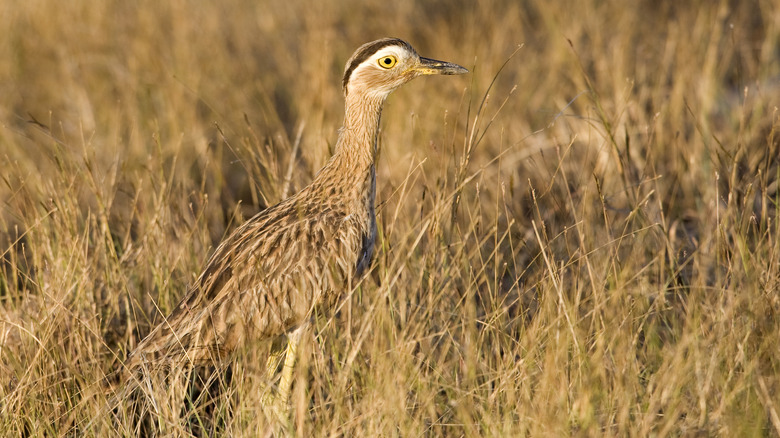 Double-striped thick-knee bird in grass