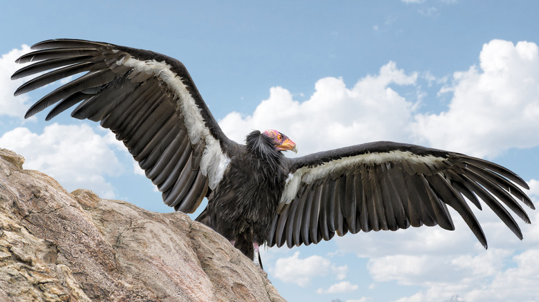 California Condor with wings outstretched