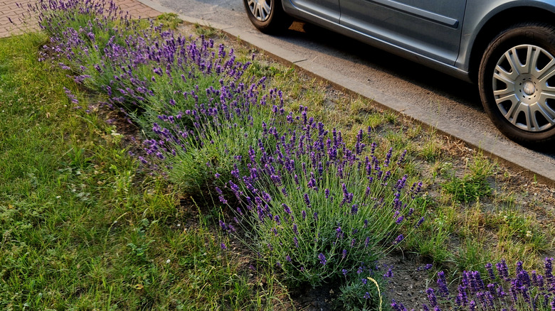Lavender plants bloom in a roadside hellstrip.