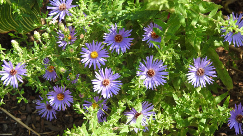 An aromatic aster plant flowering in a hell strip.