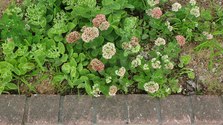 Sedum plants growing in a dry curb side hell strip.