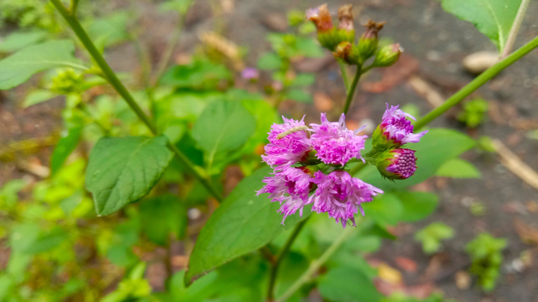 A close up photo of a flowering bee balm plant growing in a hellstrip.