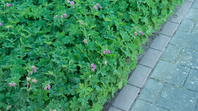 Hardy geraniums planted in a hell strip beside a roadside pavement.