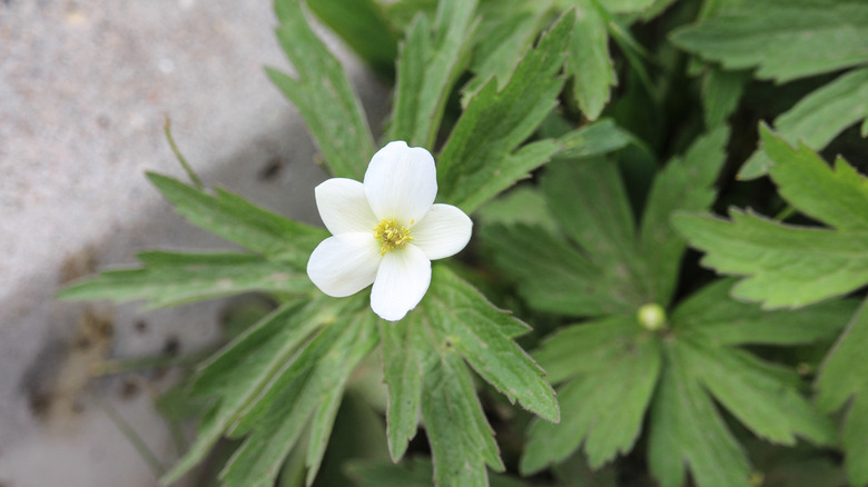 A Canada anemone flower protruding from a patch planted in a pavement hell strip.