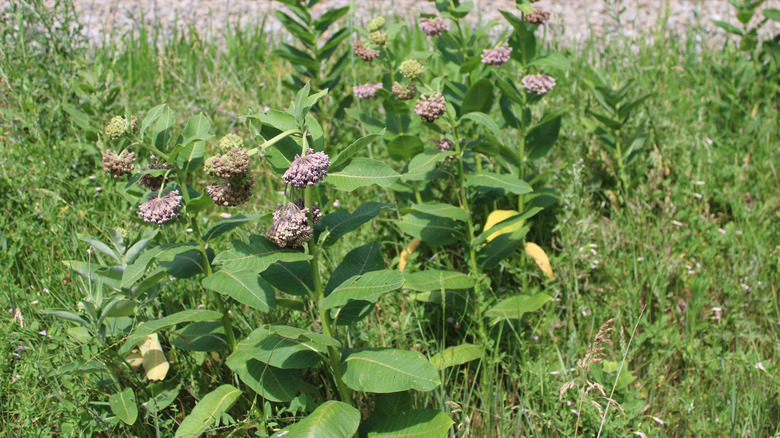 Milkweed plants planted in a pollinator friendly hell strip.