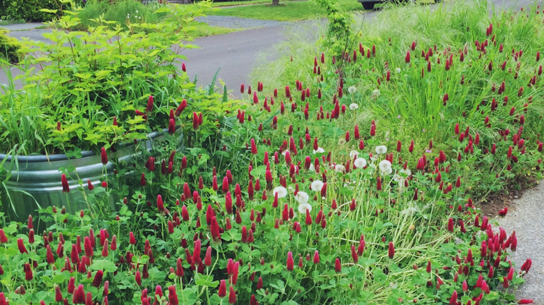 Flowering plants overflow a hellstrip pavement garden.