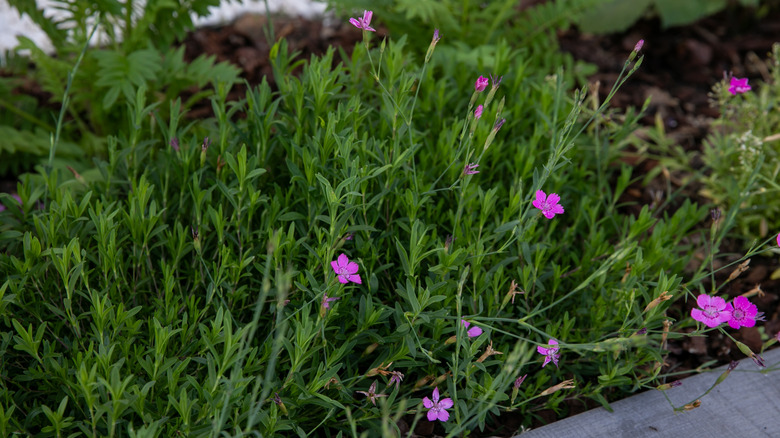 Pink dianthus plants growing in a cultivated hell strip beside a pavement.