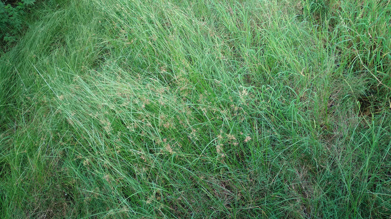 Buffalograss growing abundantly in a hell strip.