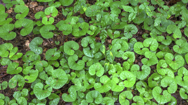 Wild ginger growing in a shaded pavement garden.