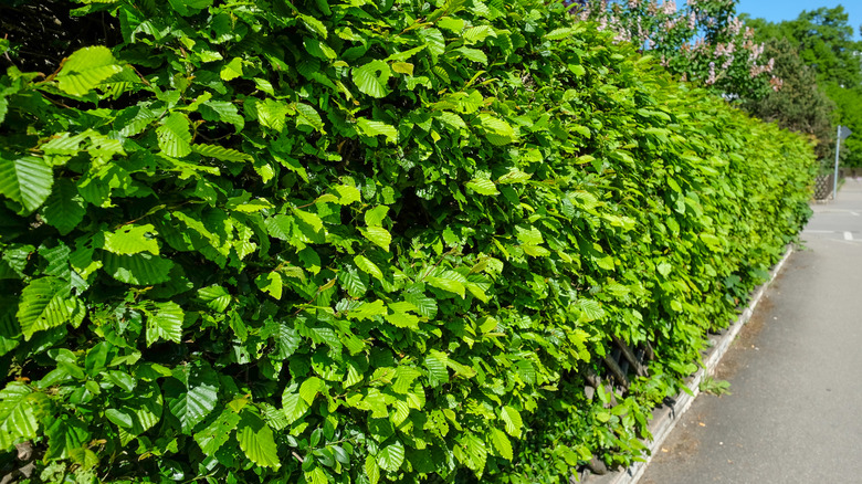A verdant, dense hornbeam hedge