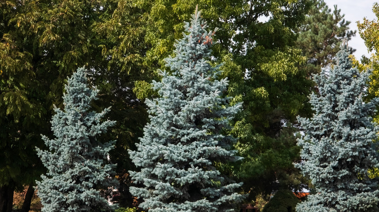 A row of blue spruce trees in a garden