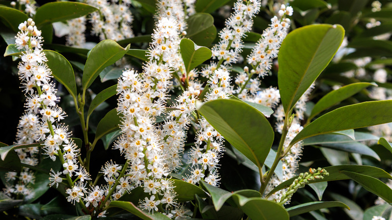 Pendulous white cherry laurel flowers against dense green foliage