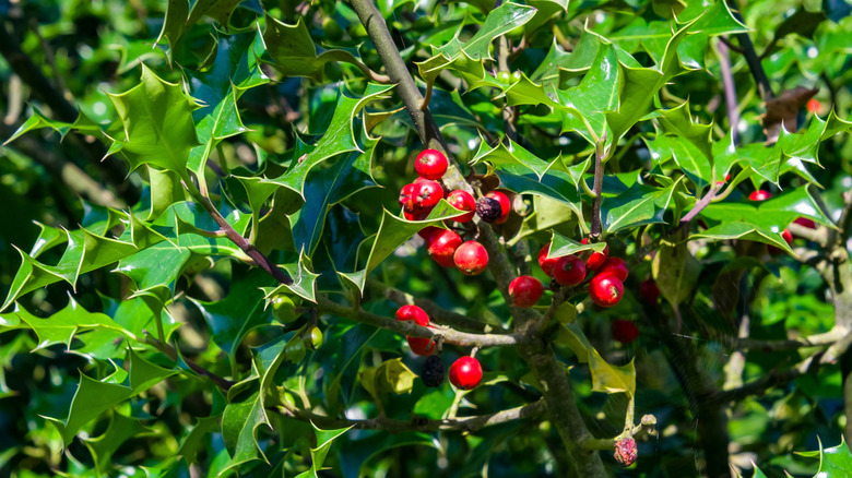 The dark green foliage and red berries of an English holly tree