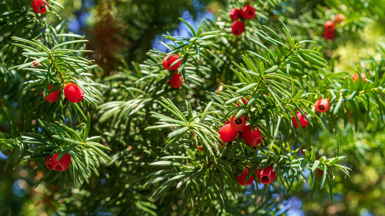 An English yew tree with red berries