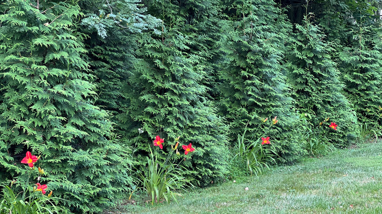 Green giant conifers used to create a privacy screen between two gardens
