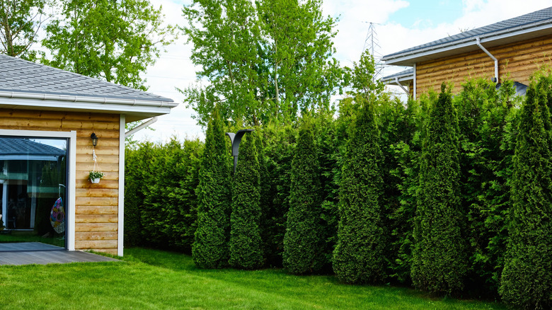 A modern suburban yard with a garage and evergreen privacy trees