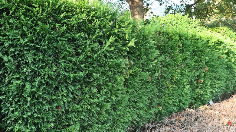 A squared hedge of leyland cypress