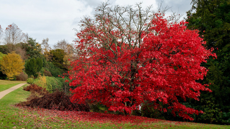 October glory red maple trees during the fall