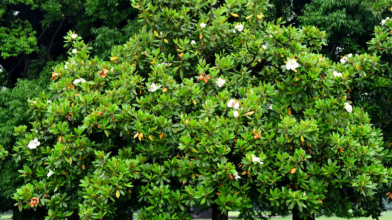 A magnolia grandiflora tree with dense foliage and beautiful white flowers