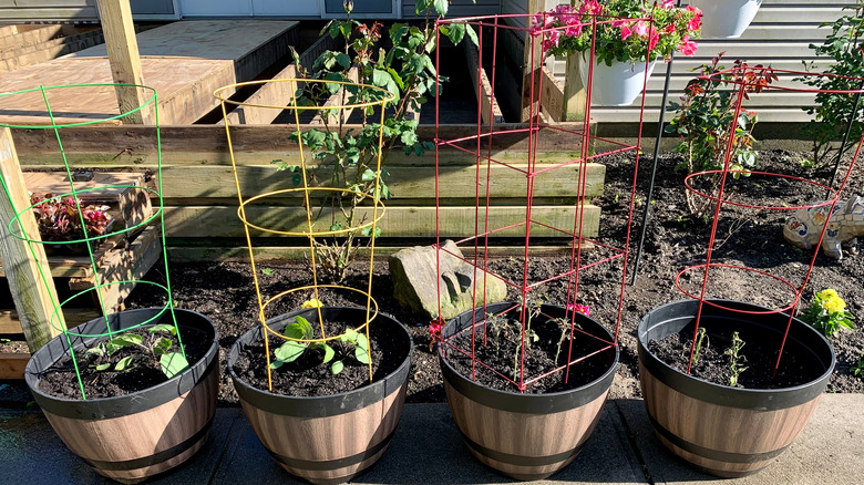 flower pots with tomato cages